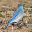 Mountain Bluebird